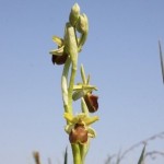 Early Spider Orchid (Ophrys sphegodes) - Ján Dobšovič
