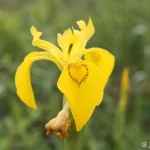 Yellow Flag Iris (Iris pseudacorus) - Ján Dobšovič
