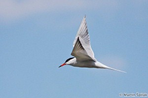 Sterna hirundo - Martin Špilák