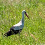 White Stork (Ciconia ciconia) Martin Špilák